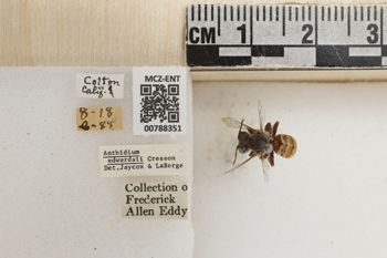 Media type: image;   Entomology 788351 Aspect: Labels